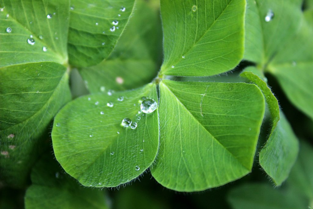 four-leaf-clover